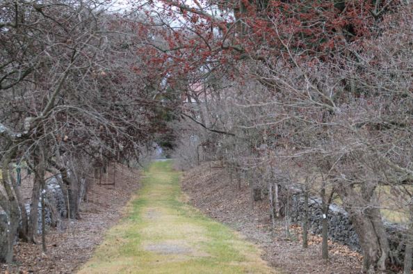 The walk from "The Tuleyries" down the Dogwood Lane toward the slave quarters seen in the distance and to the right.
